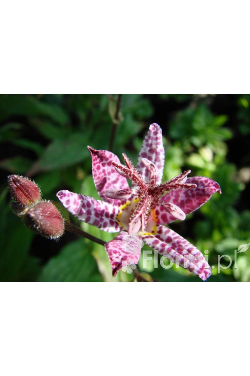 trójsklepka, trójsklepka Masamunei, Tricyrtis