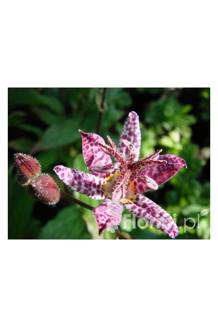 trójsklepka, trójsklepka Masamunei, Tricyrtis