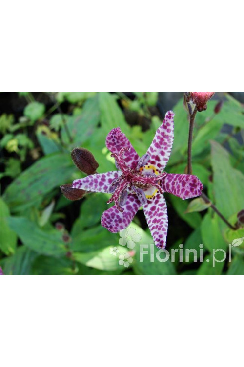 trójsklepka, trójsklepka Masamunei, Tricyrtis