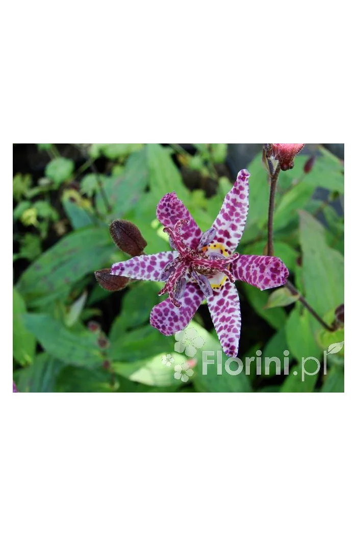 trójsklepka, trójsklepka Masamunei, Tricyrtis