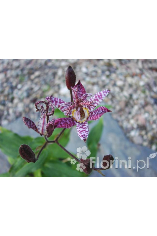 trójsklepka, trójsklepka Masamunei, Tricyrtis