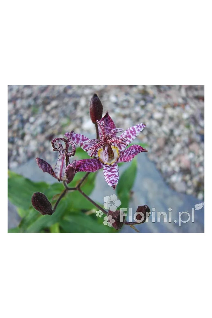 trójsklepka, trójsklepka Masamunei, Tricyrtis