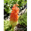 Trytoma groniasta 'Express' | Kniphofia uvaria