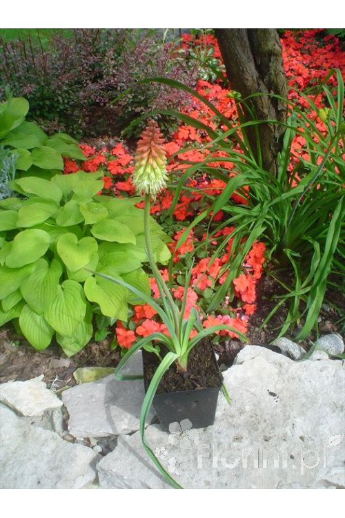 Trytoma groniasta 'Express' | Kniphofia uvaria