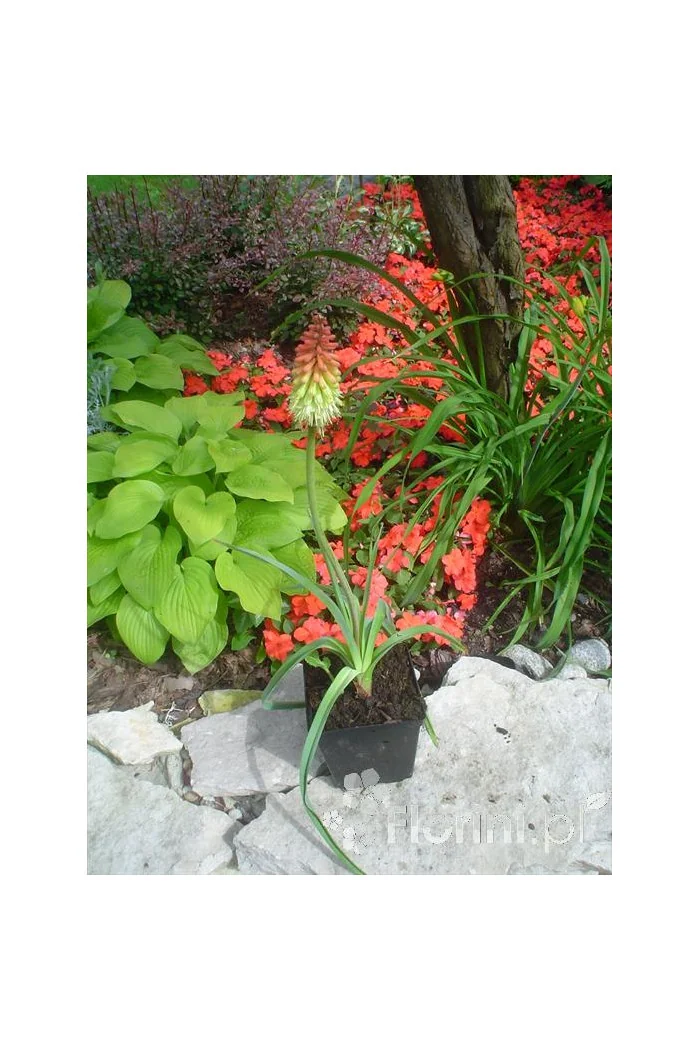 Trytoma groniasta 'Express' | Kniphofia uvaria