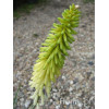 Trytoma groniasta 'Little Maid' Kniphofia uvaria