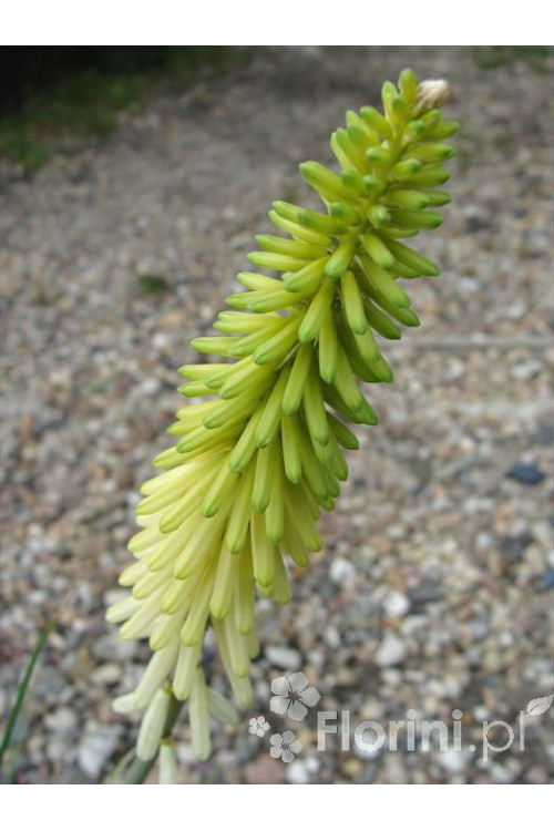 Trytoma groniasta 'Little Maid' Kniphofia uvaria