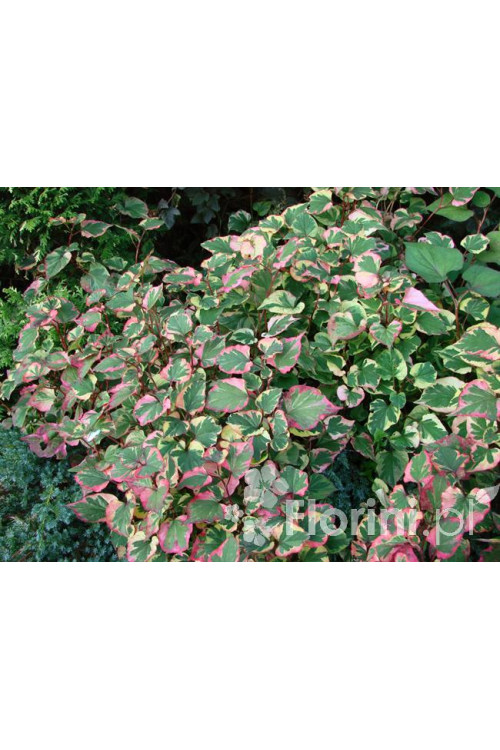 Tułacz pstry 'Chameleon' | Houttuynia cordata