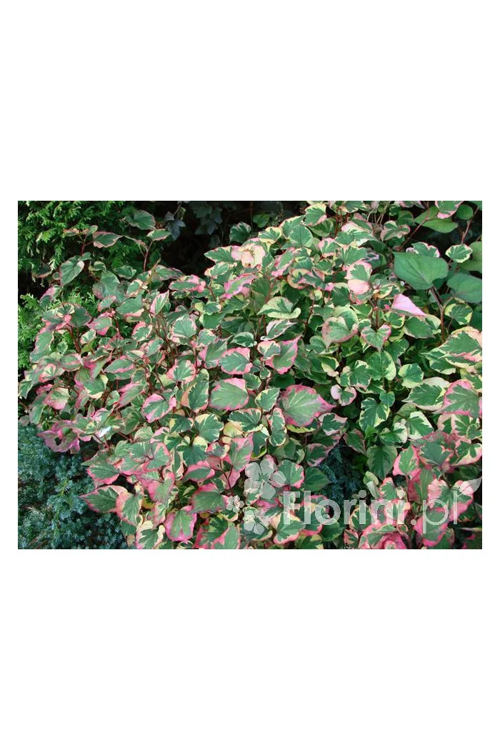 Tułacz pstry 'Chameleon' | Houttuynia cordata