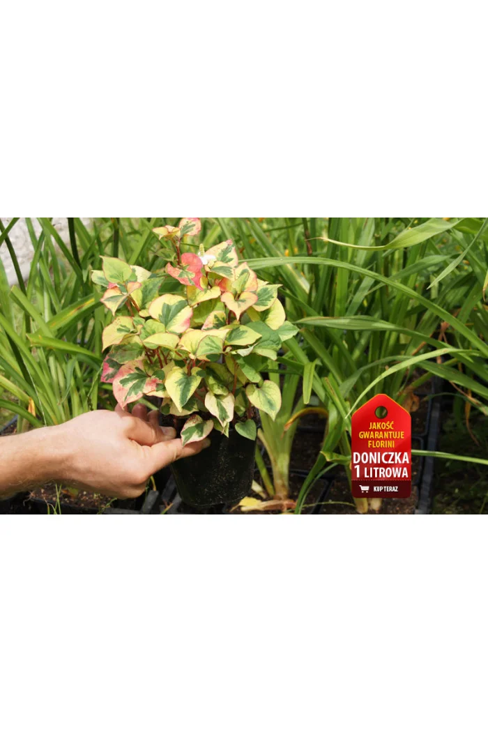Tułacz pstry 'Chameleon' | Houttuynia cordata