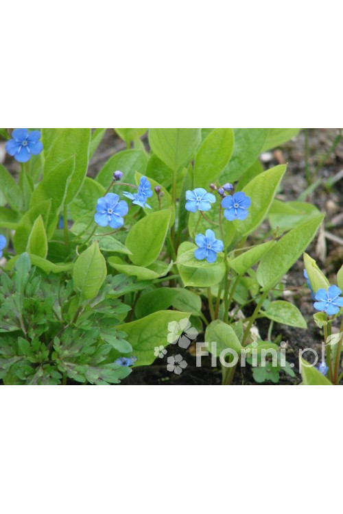 ułudka, omphalodes