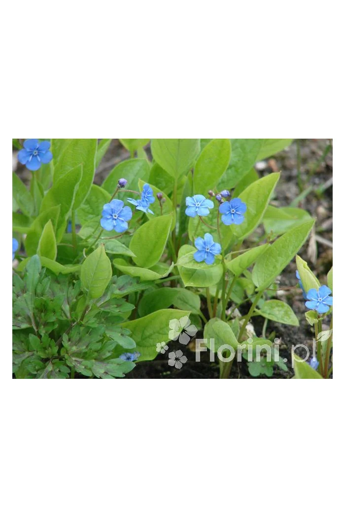 ułudka, omphalodes