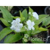 Ułudka wiosenna 'Alba' | Omphalodes verna