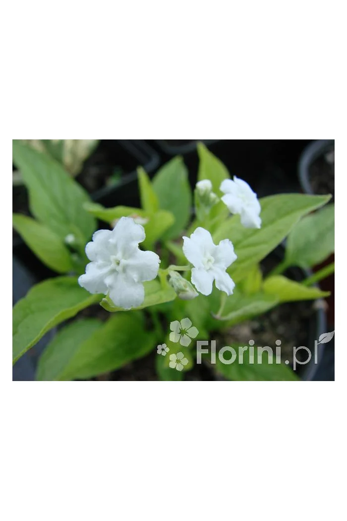 Ułudka wiosenna 'Alba' | Omphalodes verna