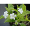 Ułudka wiosenna 'Alba' | Omphalodes verna