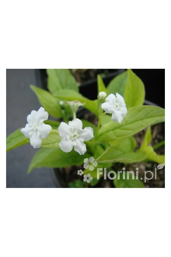 Ułudka wiosenna 'Alba' | Omphalodes verna