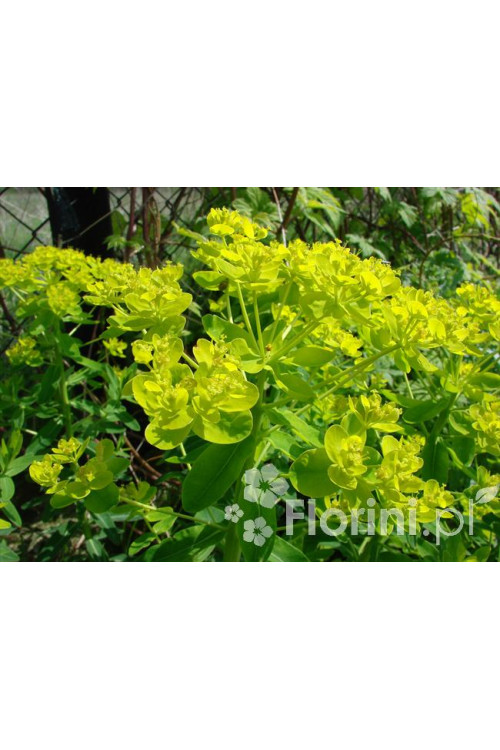 Wilczomlecz błotny Euphorbia palustris
