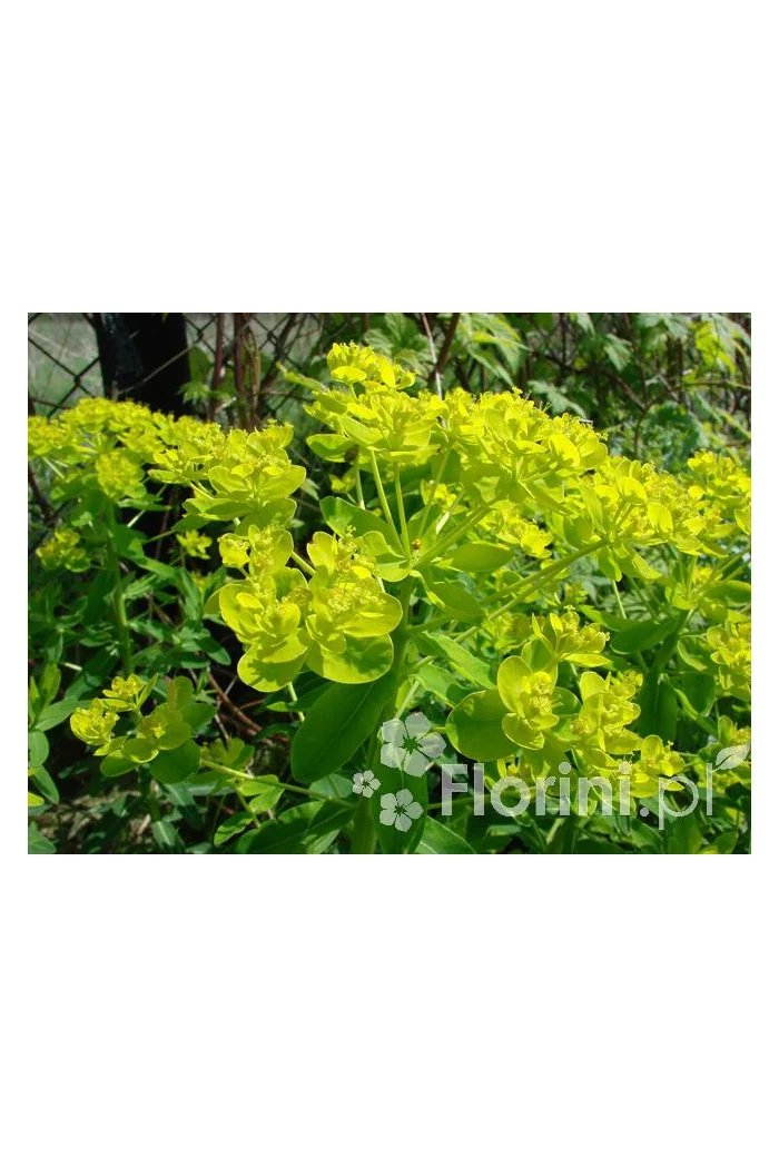 Wilczomlecz błotny Euphorbia palustris