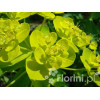 Wilczomlecz błotny Euphorbia palustris