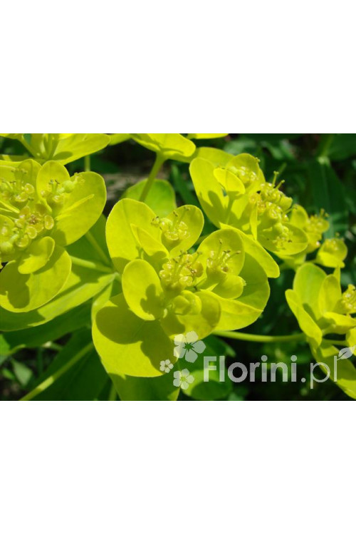Wilczomlecz błotny Euphorbia palustris