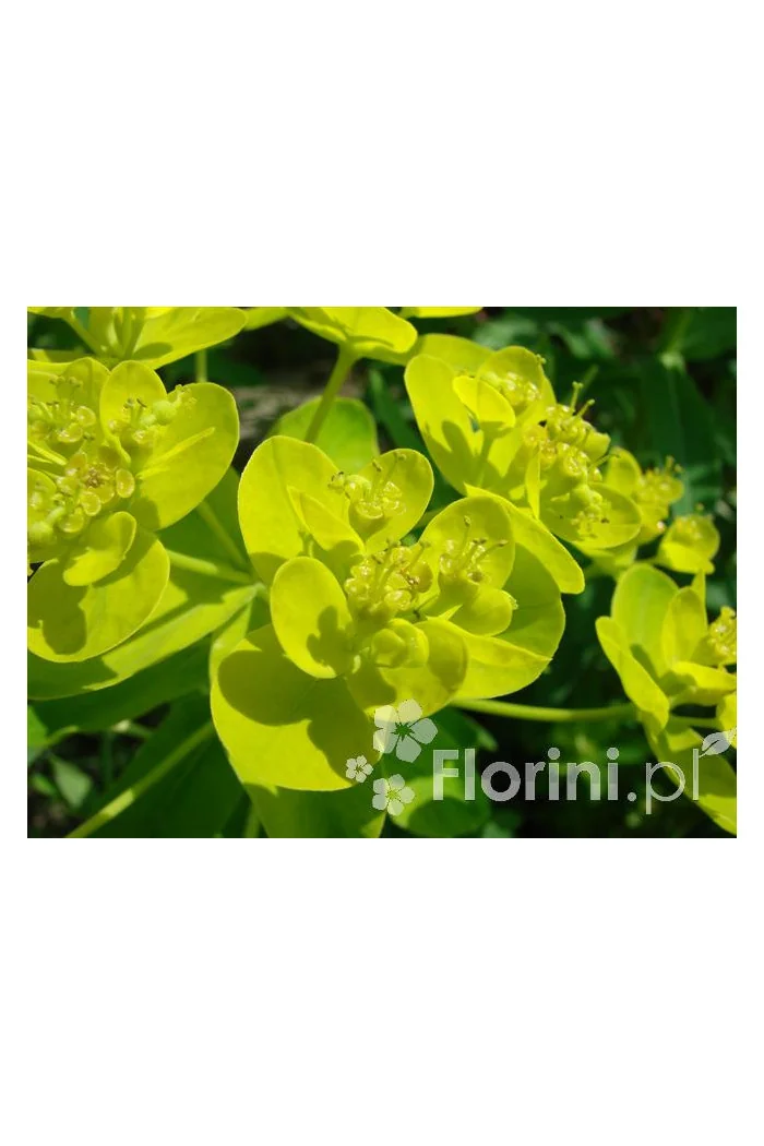 Wilczomlecz błotny Euphorbia palustris