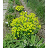 Wilczomlecz błotny Euphorbia palustris