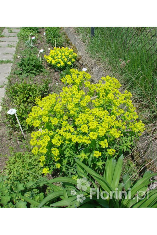 Wilczomlecz błotny Euphorbia palustris