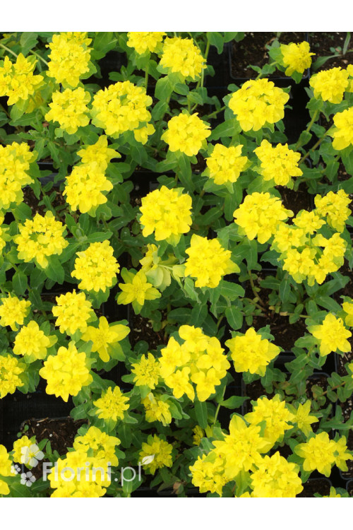 Wilczomlecz pstry, wilczomlecz, Euphorbia, Euphorbia polychroma