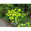 Wilczomlecz pstry, wilczomlecz, Euphorbia, Euphorbia polychroma