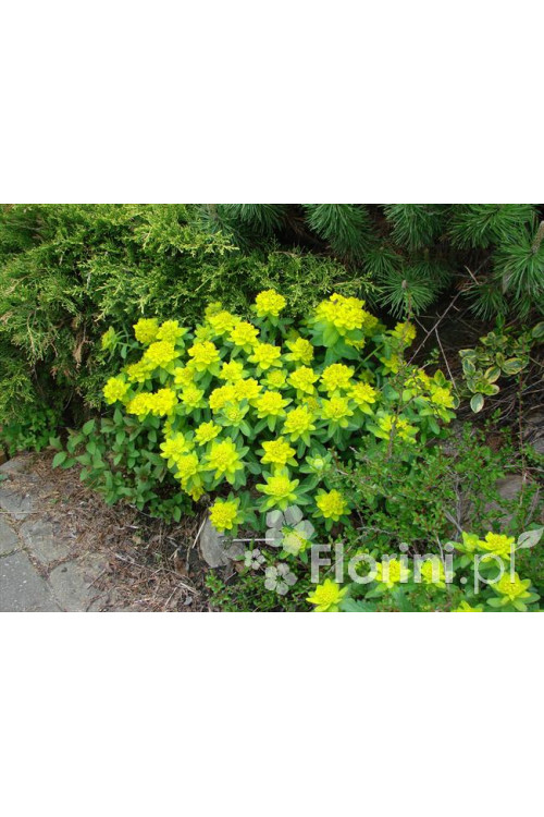 Wilczomlecz pstry, wilczomlecz, Euphorbia, Euphorbia polychroma