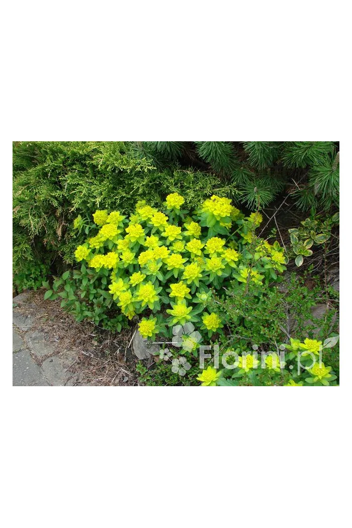 Wilczomlecz pstry, wilczomlecz, Euphorbia, Euphorbia polychroma