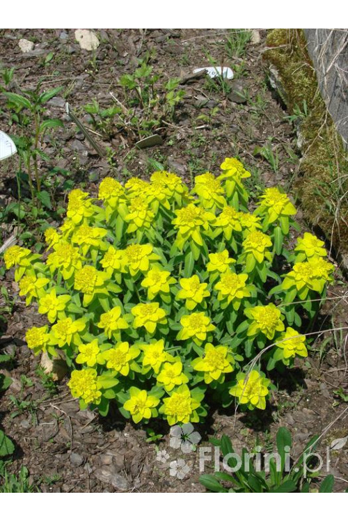 Wilczomlecz pstry, wilczomlecz, Euphorbia, Euphorbia polychroma