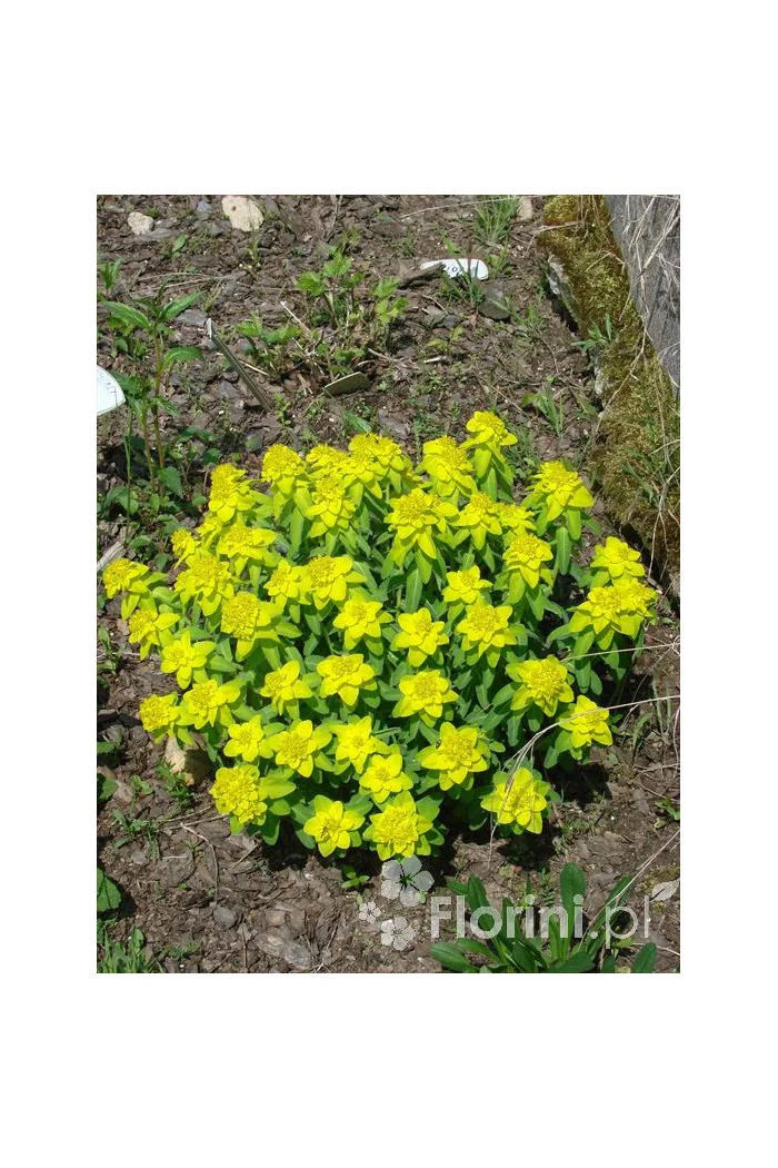 Wilczomlecz pstry, wilczomlecz, Euphorbia, Euphorbia polychroma