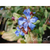 Zawciągowiec | Ceratostigma plumbaginoides