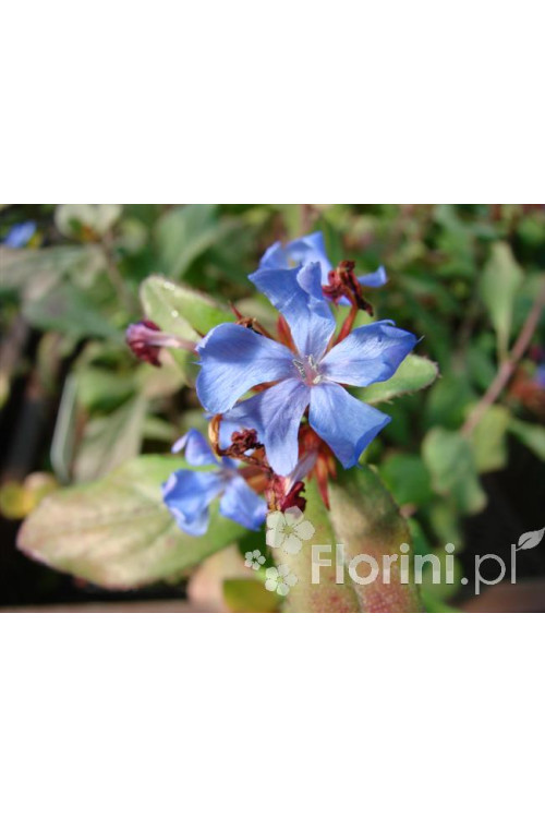 Zawciągowiec | Ceratostigma plumbaginoides