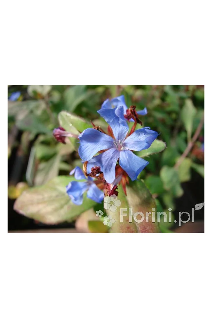 Zawciągowiec | Ceratostigma plumbaginoides