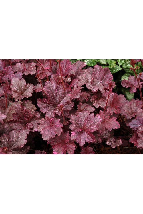 Żurawka 'Midnight Rose Select' Heuchera