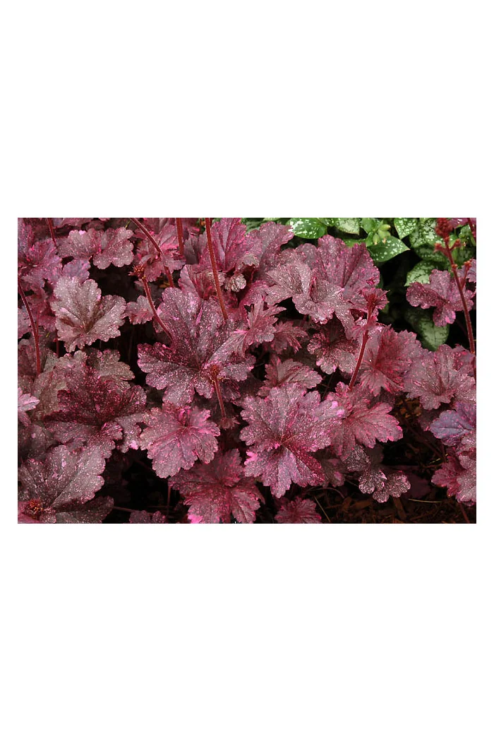 Żurawka 'Midnight Rose Select' Heuchera