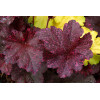 Żurawka 'Midnight Rose Select' Heuchera