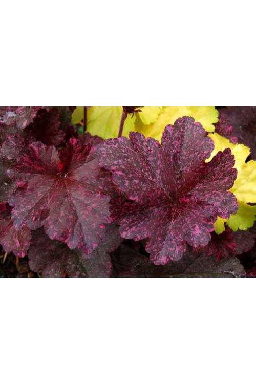 Żurawka 'Midnight Rose Select' Heuchera