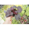 Żurawka 'Midnight Rose Select' Heuchera