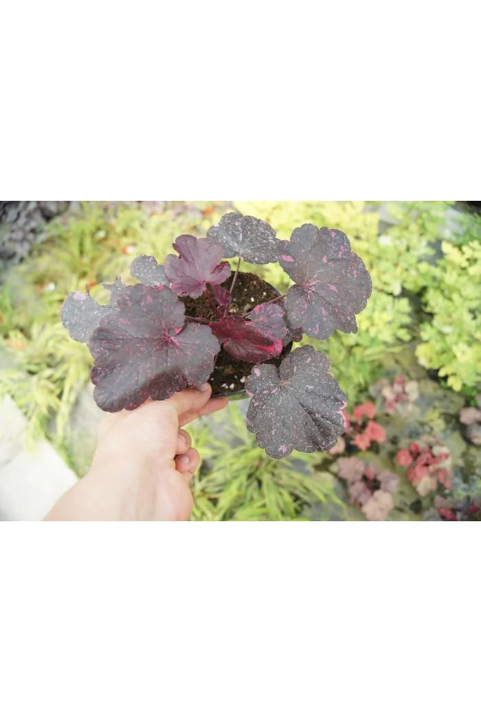 Żurawka 'Midnight Rose Select' Heuchera