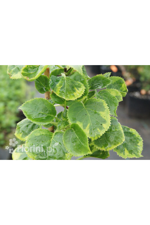 Hortensja pnąca 'Miranda' | Hydrangea petiolaris