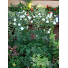Zawilec japoński 'Andrea Atkinson' |Anemone hupehensis