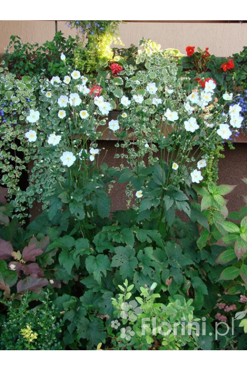 Zawilec japoński 'Andrea Atkinson' |Anemone hupehensis