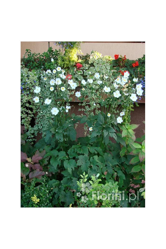 Zawilec japoński 'Andrea Atkinson' |Anemone hupehensis