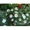 Zawilec japoński 'Andrea Atkinson' |Anemone hupehensis