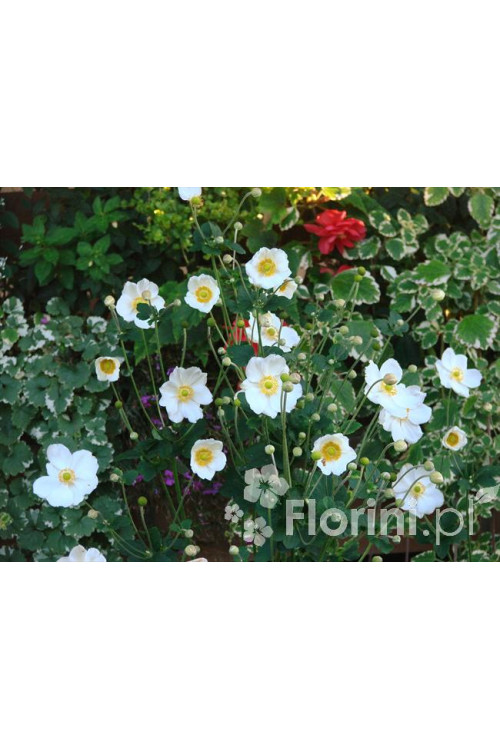 Zawilec japoński 'Andrea Atkinson' |Anemone hupehensis