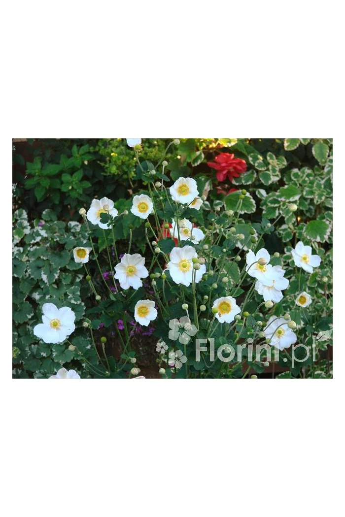 Zawilec japoński 'Andrea Atkinson' |Anemone hupehensis