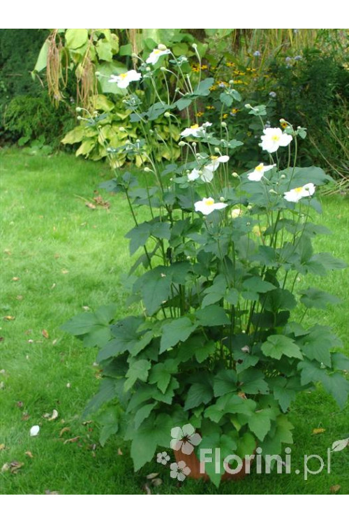 Zawilec japoński 'Andrea Atkinson' |Anemone hupehensis